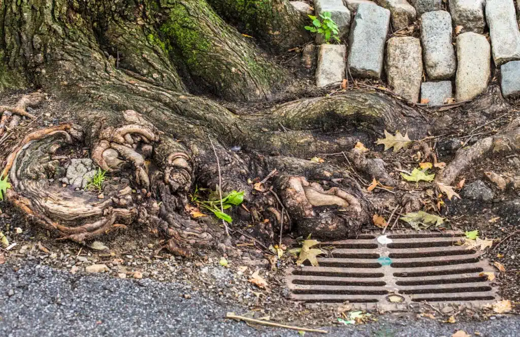 Sewer and Drain Line Issues.